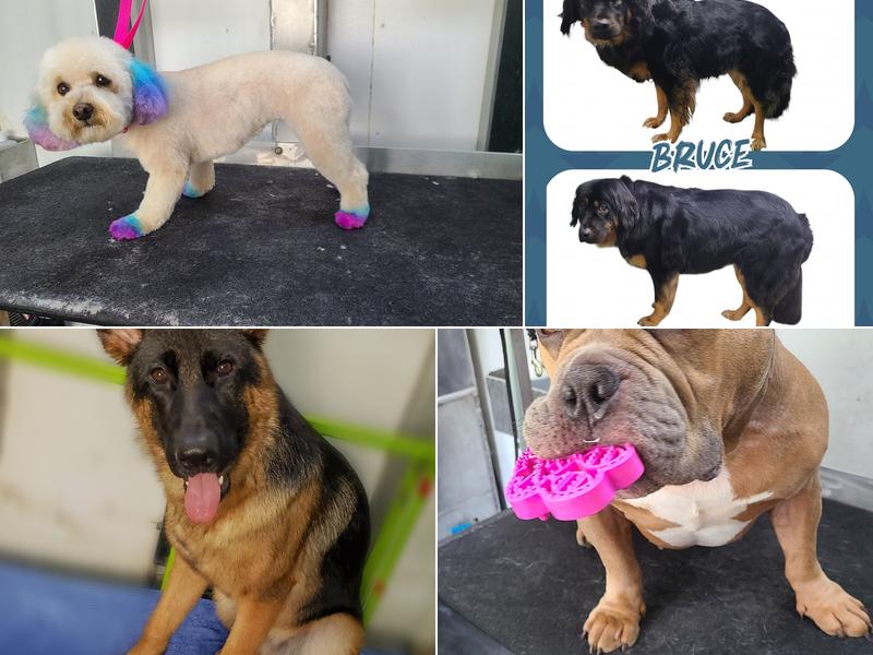 Fairy Tails Mobile Grooming LLC