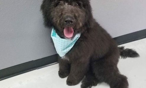 Dr. Brian J. Golden, D.V.M