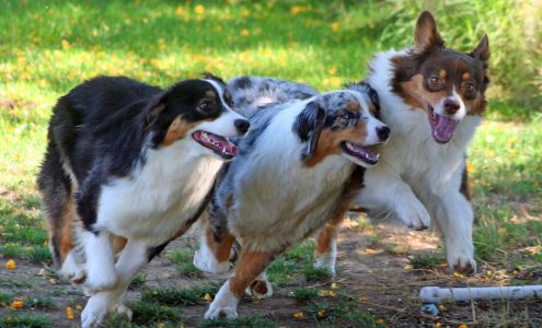 Peppertree Pet Resort