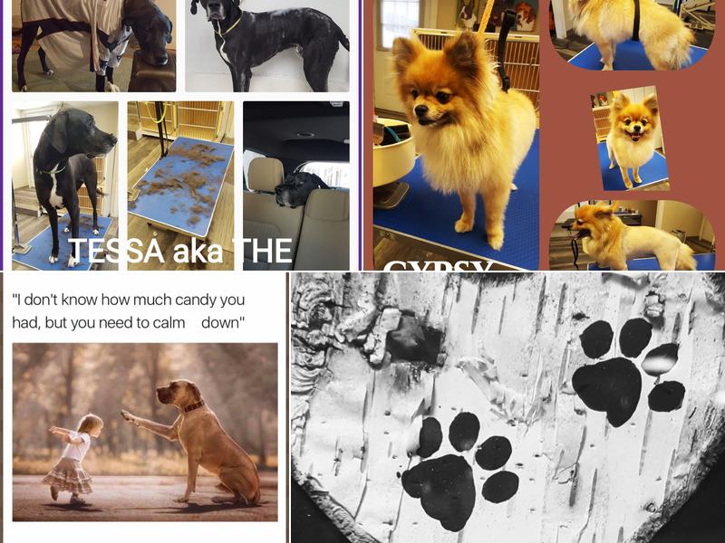 Paw Printz Dog Grooming by Morgan