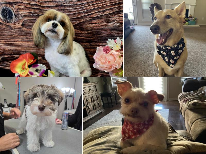 D'Tails Pet Grooming