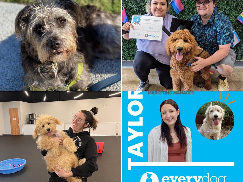 Every Dog Behavior and Training