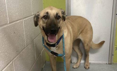 City of The Village - Animal Welfare The Village