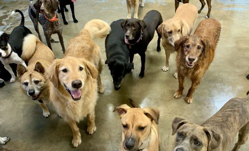 Austin Dogtown Boarding & Daycare