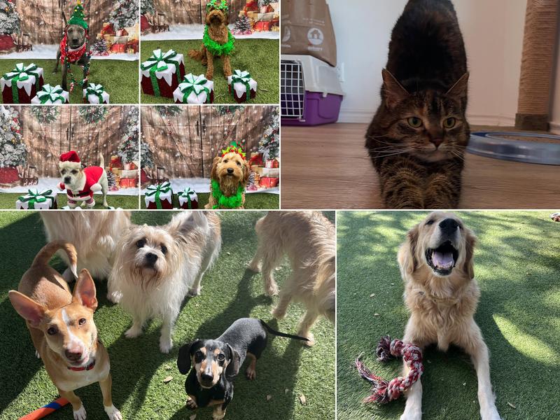 Second Home Boarding, LLC