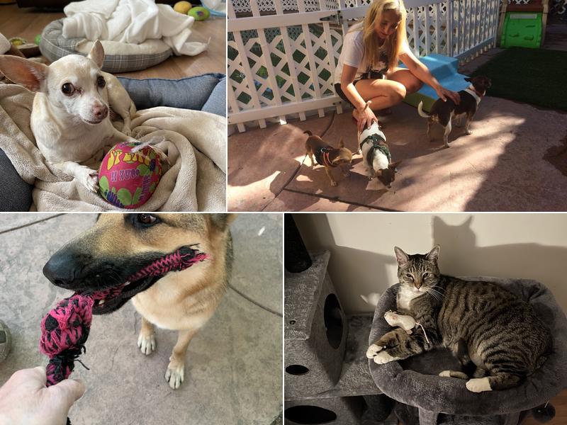 Fay’s Loving Pets Boarding Services