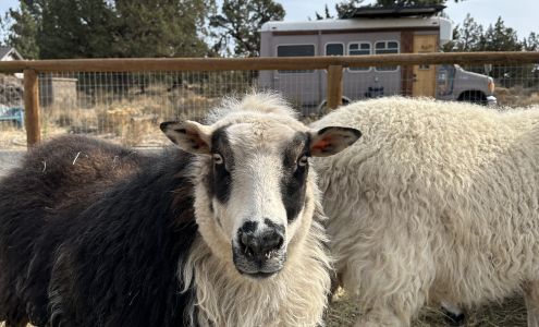 Harmony Farm Sanctuary