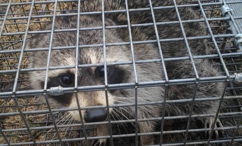 Wildlife Animal Control