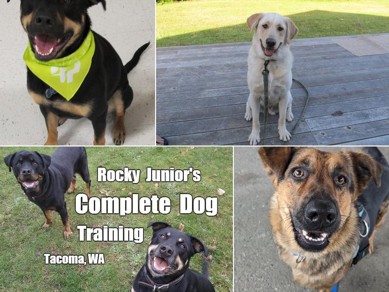 Rocky Junior's Dog Training Service
