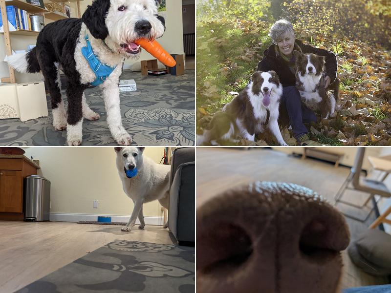 Sound Dog Connection