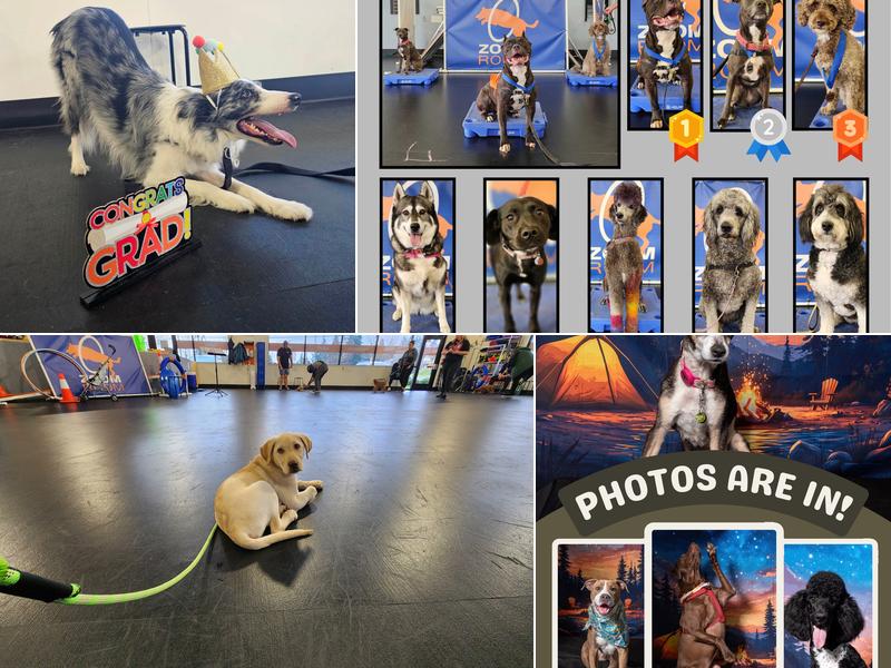 Zoom Room Dog Training