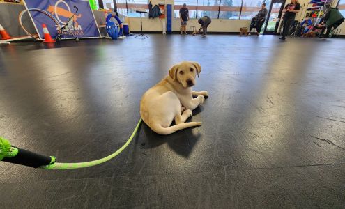 Zoom Room Dog Training