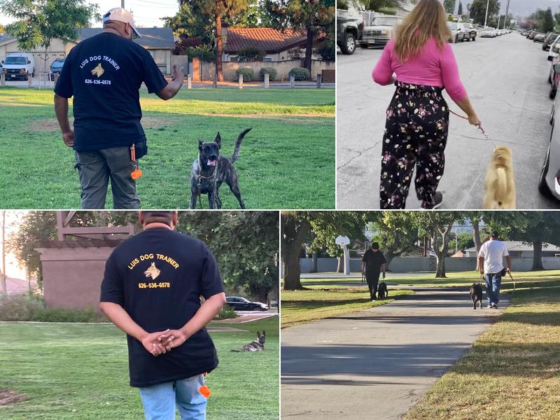 Luis Dog Trainer