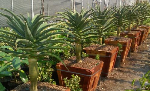 Macias Nursery, Inc.