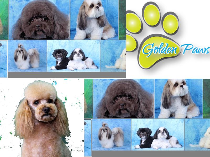 Golden Paws Pet Styling Academy