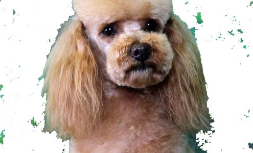 Golden Paws Pet Styling Academy