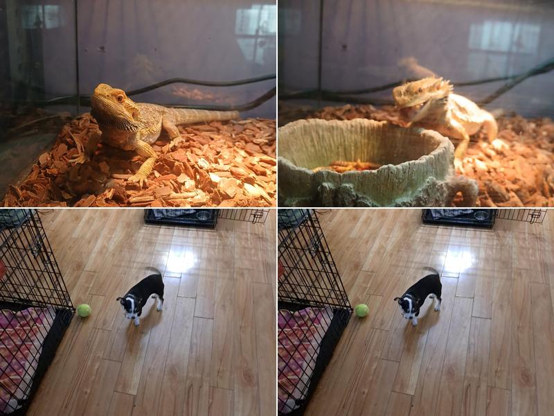 All critters pet boarding service