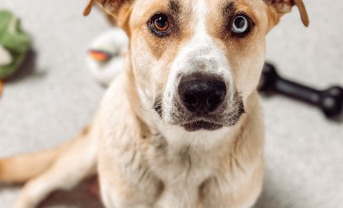 Almost There: A Mom + Pups Rescue