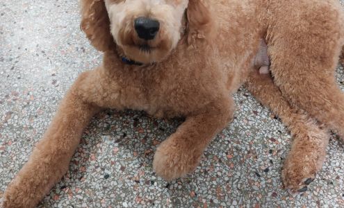 Tracy's Dog House 2432 Bayshore Blvd, Dunedin Florida 34698