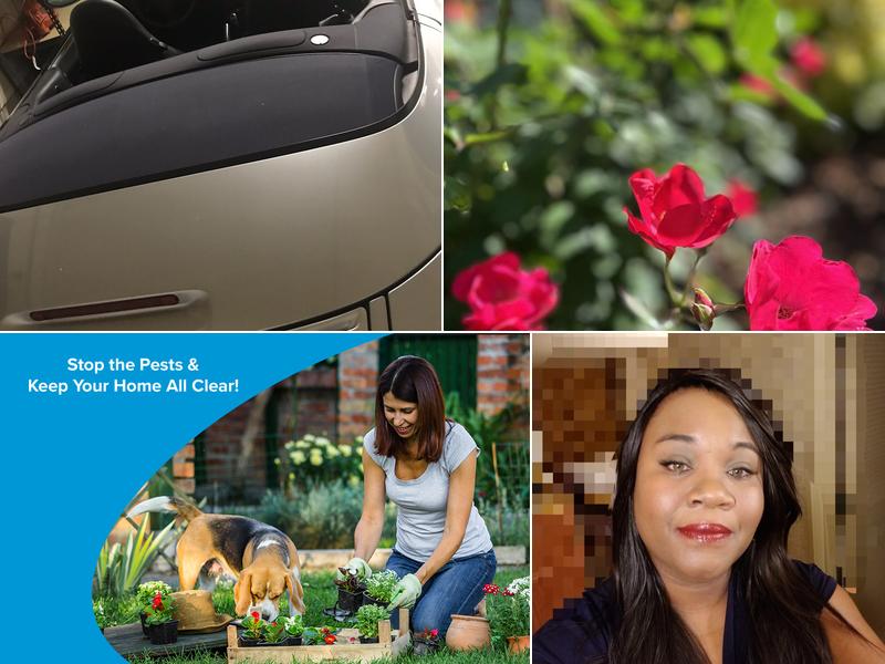 All Clear Pest Control