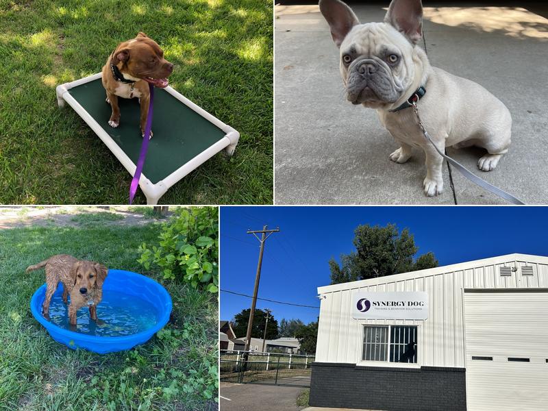 Synergy Dog Training & Behavior Solutions