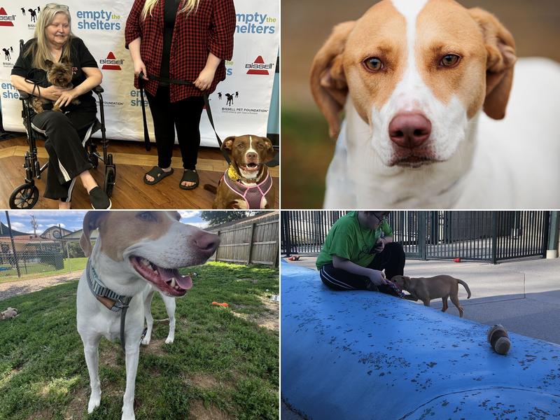 Kentucky Humane Society Sam Swope Pet TLC