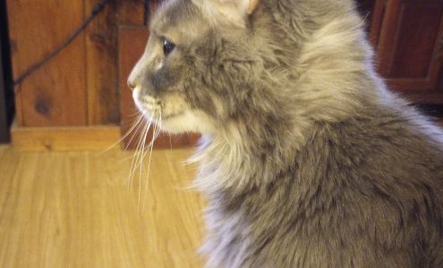 People For Cats Teaticket