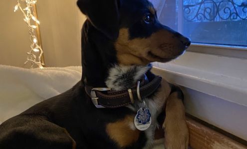 Falmouth Animal Control Services