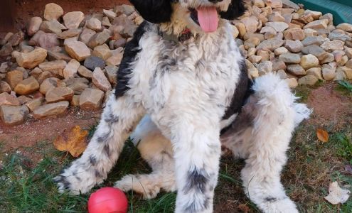 Lisa's Bed & Biscuit