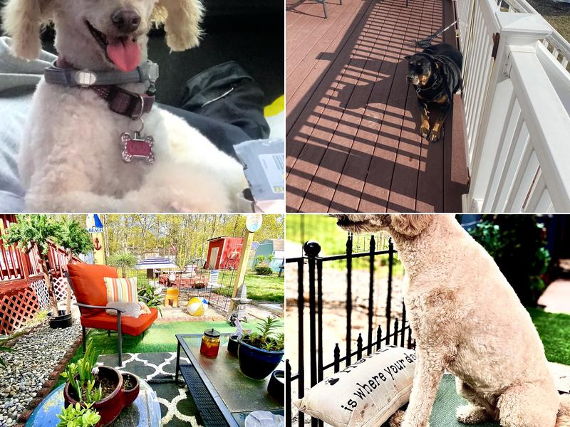 Kat’s Puppy Paradise