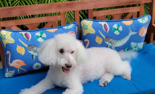 Second Chance Pet Adoption League Morris Plains