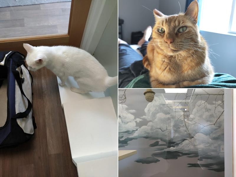 Meowhaus 2 Feline Boarding & Day Spa