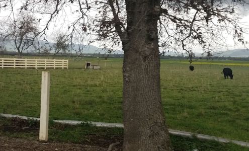 Global Mushrooms LLC,