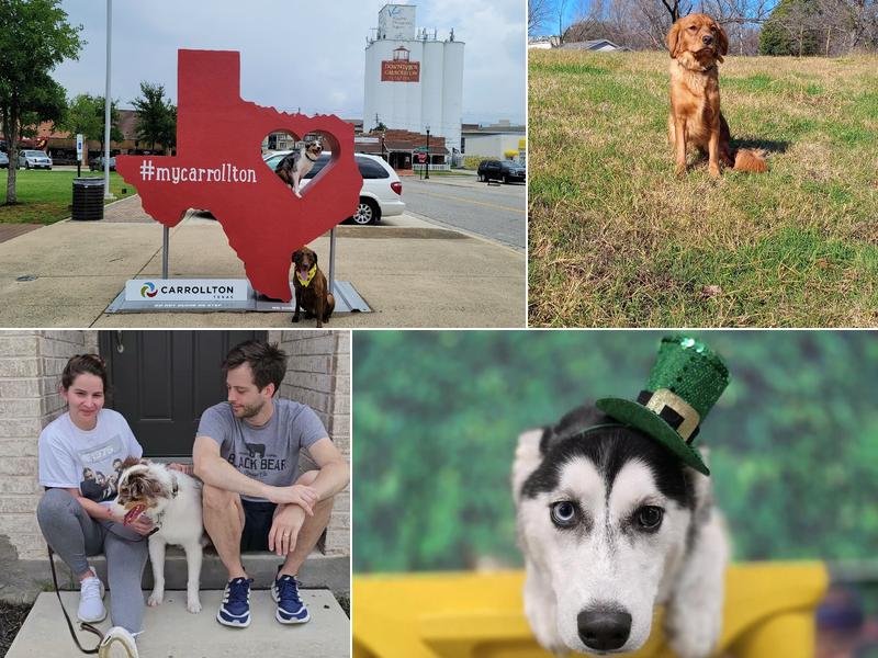 Tip Top K9 Carrollton Dog Training