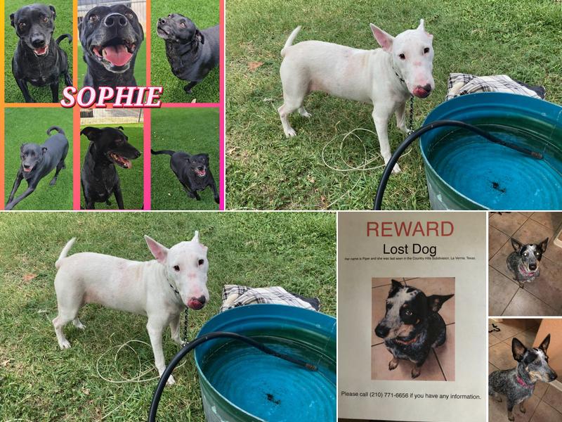 Live Oak Animal Control