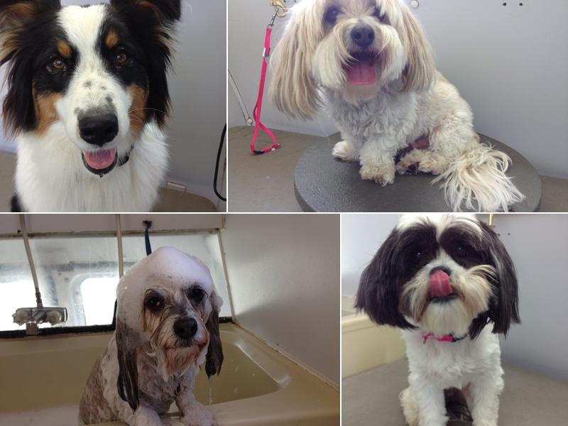 Wash-N-Waggin Mobile Dog Grooming