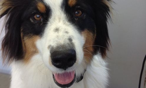 Wash-N-Waggin Mobile Dog Grooming