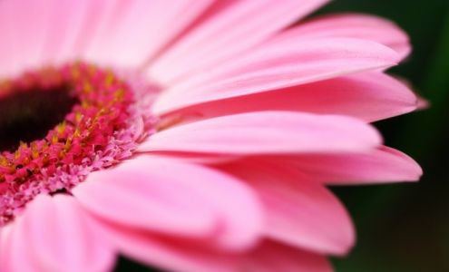 The Bloom Box Berwick