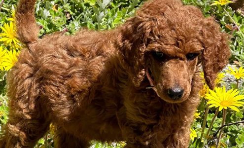 Renegade Standard Poodles Sheridan