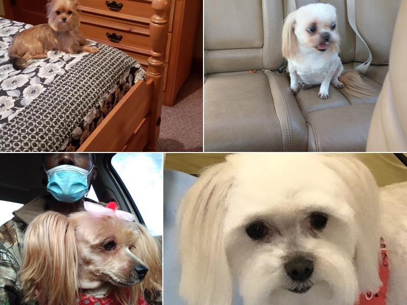 Platinum Paw Pet Grooming and Boarding