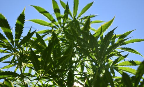 Ancient Green Farm Store