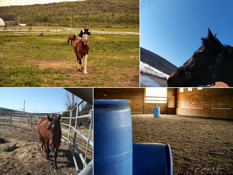 Thistle Ridge Equestrian Center