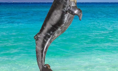 Maui Gift & Craft Fair