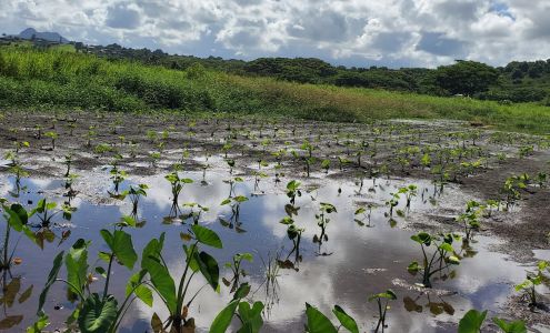 Old Man's Farm Kealia