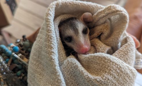 Wildlife Rehabilitation Center Christmas