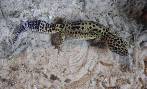 Fallin Pines Critter Rescue Christmas