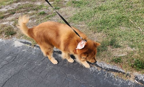 Doggy Styles Pet Salon