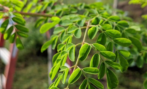 Osceola Organic Family Farm