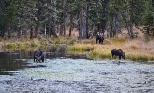 Orcutt Insurance Group