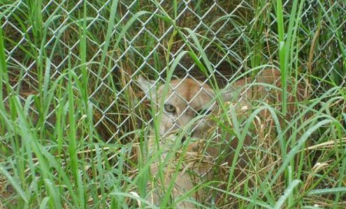 Wrede's Wildlife Center